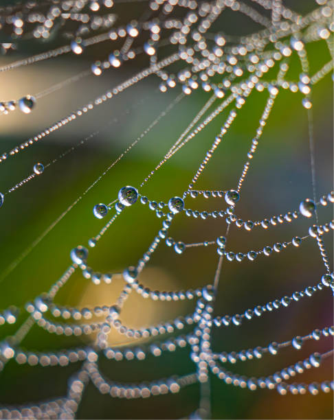 istock drops on the web glisten in the light of the sun 2056298543