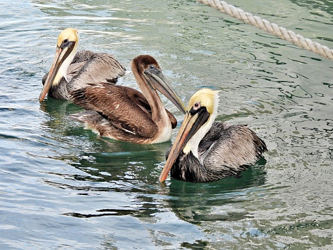 Brown Pelicans - profile
