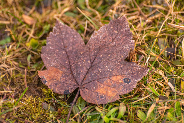 close-up of a fallen leaf - grass maple tree nature dew stock-fotos und bilder