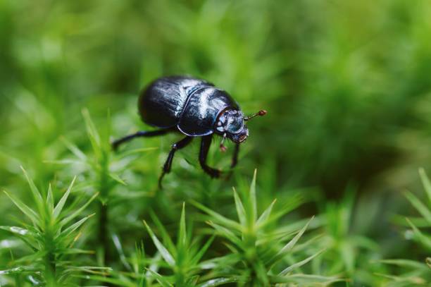 Close up of a small bug in moss