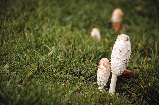 Closeup macro of two mushrooms in grass in autumn season