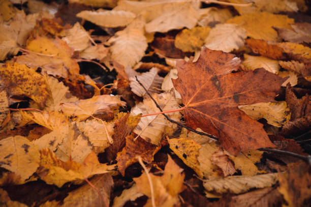 Closeup macro of many leaves lying on ground during autumn fall season