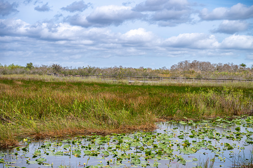 Panoramic view of the open grass of the Florida Everglades swamp. High quality photo