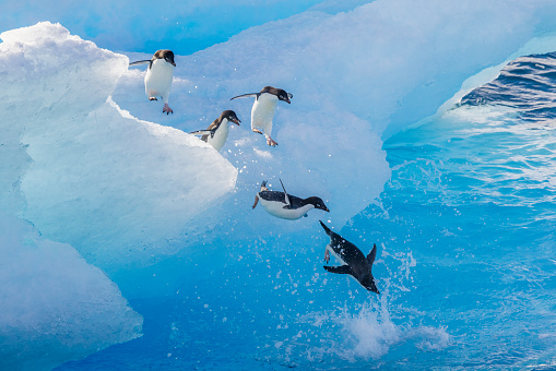 Adelie Penguin, pygoscelis adeliae, Group Leaping into Ocean, Paulet Island in Antarctica