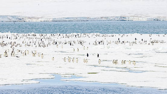 Antarctica King penguin ( Aptenodytes patagonicus )