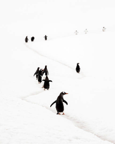 istock Gentoo penguin (Pygoscelis papua) on a penguin 'highway' between the ocean and breeding colony. 2056323796