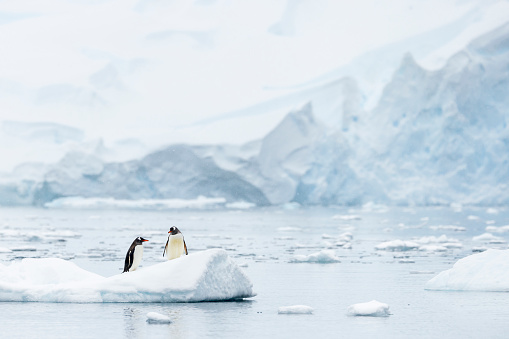 Magellan Penguin Pair Magdalena Island