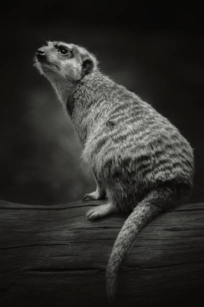 istock Meerkat sitting on a log and standing warily looking away 2056324322
