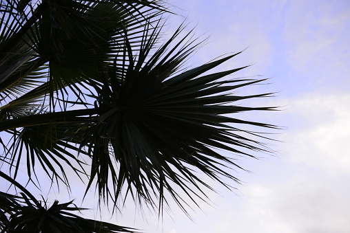 Palm tree in front of the sky