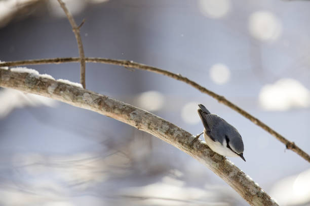 With its feathers puffed out from the cold, it perches on thorny branches against a snowy scene