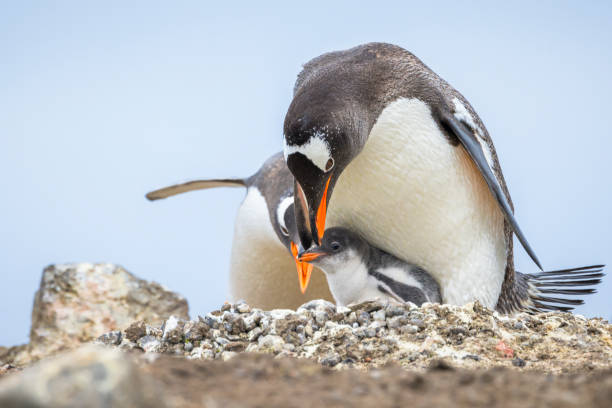 Gentoo penguin (Pygoscelis papua) parents and chick.