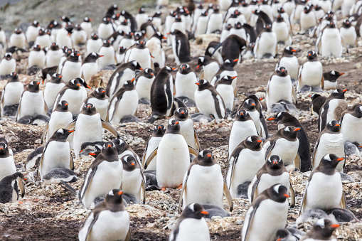 The population of Pygoscelis papua in the maritime Antarctic is rapidly increasing. Due to regional climate changes, they colonise previously inaccessible territories southwards.