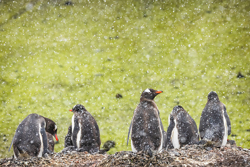 The population of Pygoscelis papua in the maritime Antarctic is rapidly increasing. Due to regional climate changes, they colonise previously inaccessible territories southwards.