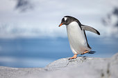 Gentoo penguin portrait (Pygoscelis papua) in Antarctica.
