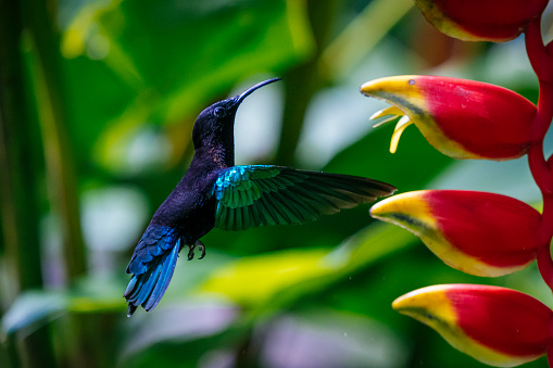 A large hummingbird with a markedly downcurved bill, Mostly found in forests, occasionally at forest edges, and infrequently elsewhere.