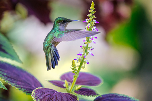 A close-up  picture of the green-backed firecracker a hummingbird in Patagonia, Chile