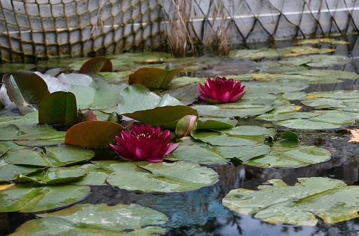 Two red water lilies (Nympheae) blooming in an ornamental pond. Saint-Aignan-Sur -Cher, France.