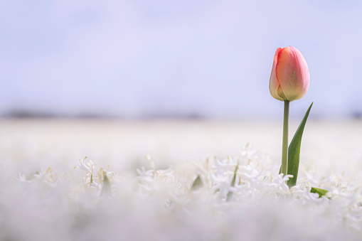 Dutch Spring scene of a single white tulip surrounded by red tulips in a flower garden against trees and dramatic cloudy after colourful sunrise time in Nord Holland, Europe. Individuality, difference and leadership concept