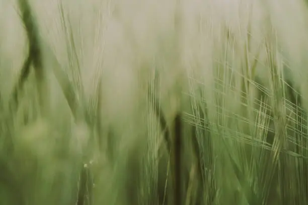 Weath cereal field in Netherlands in the summer. Green wheat ears on a field