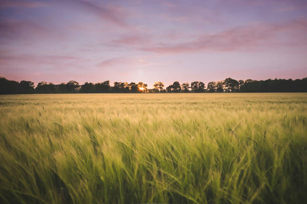 Beautiful countryside landscape in golden hour sunset, back lit agricultural field with barley crops back lit by the setting sun on the horizon, with vibrant and warm colors, selective focus
