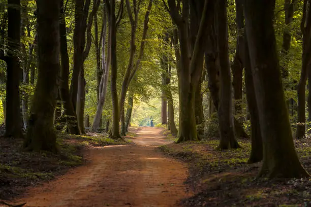 Sunlight falling between green leaves in a dutch nature reserve with beech trees