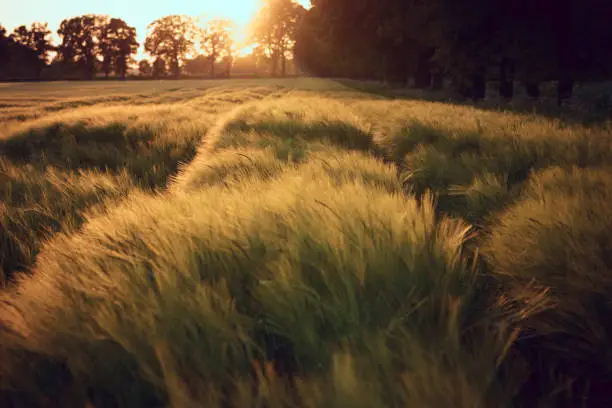 Fields of gold Wheat with waving grain in the  the golden sunlight