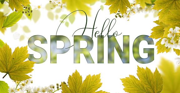 Spring seasonal banner with young green maple leaves on a blurred bokeh sunny garden background. Good for banners or headers for spring seasonal sales, and social media posts.