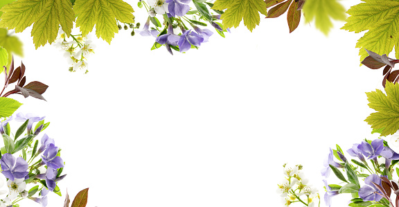 Spring seasonal banner with young green maple leaves on a blurred white background. Good for banners or headers for spring seasonal sales, and social media posts.