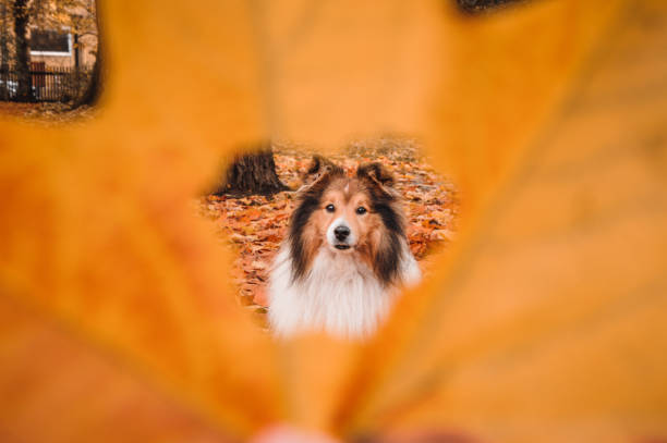 Creative photo of a dog through a hole in an autumn leaf