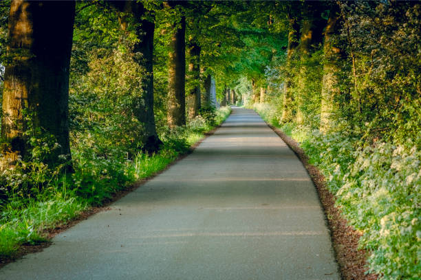 istock Forest road trees along at the country side 2056374667