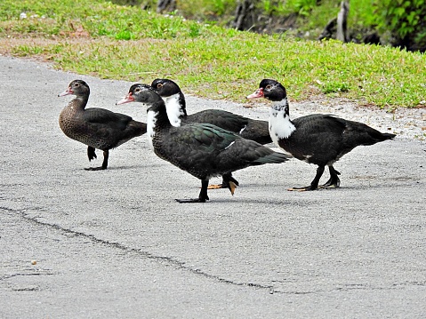 Muscovy Ducks - profile