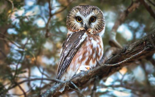 Great grey owl, Strix nebulosa, hidden of tree trunk in the winter forest, portrait with yellow eyes