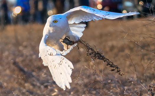 snowy owl with a vole