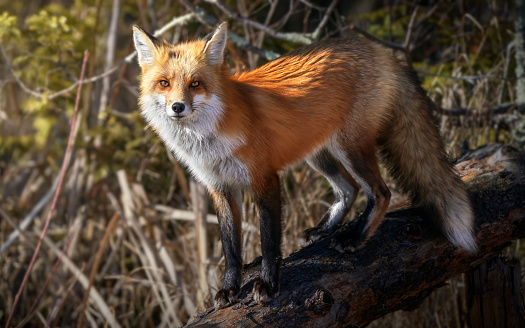 Fox on a log