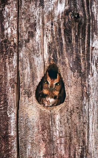 Screech Owl in a Cavity