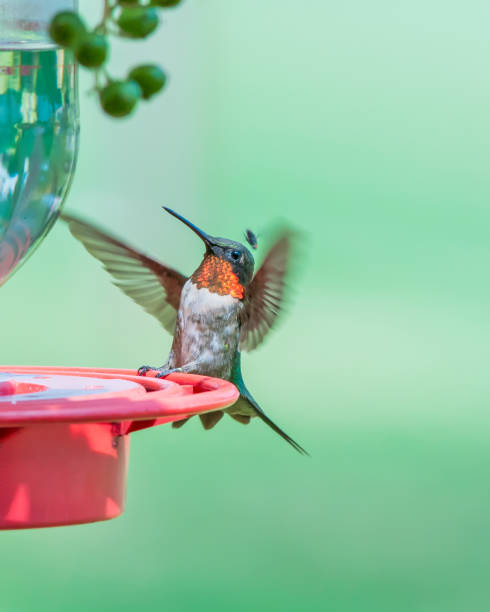 istock Adult Male Ruby Throated Hummingbird on Feeder Dodging a Bug 2056398668