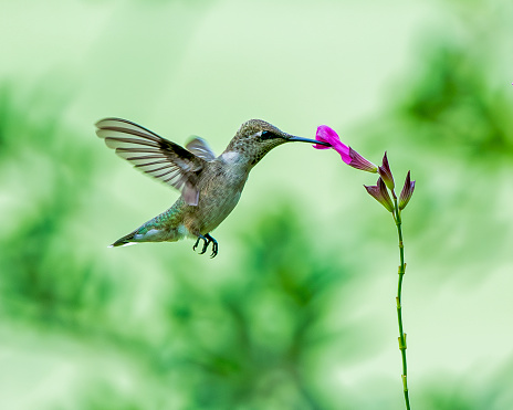 Immature Ruby-Throated Hummingbird feeding on single purple sage bloom