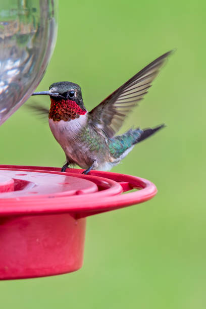 istock Male Ruby-Throated Hummingbird on Feeder 2056400858