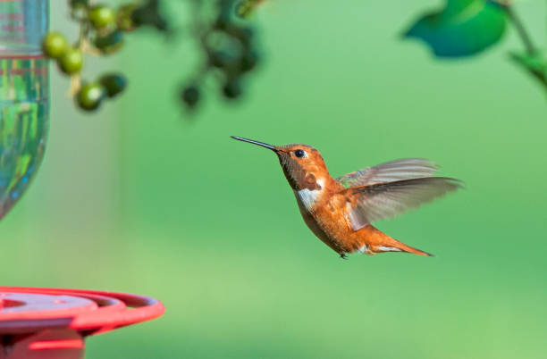 istock Mature Rufous Hummingbird Approaching Feeder 2056400883