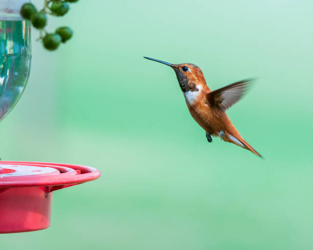 istock Rufous Hummingbird Flying Near Feeder 2056401393