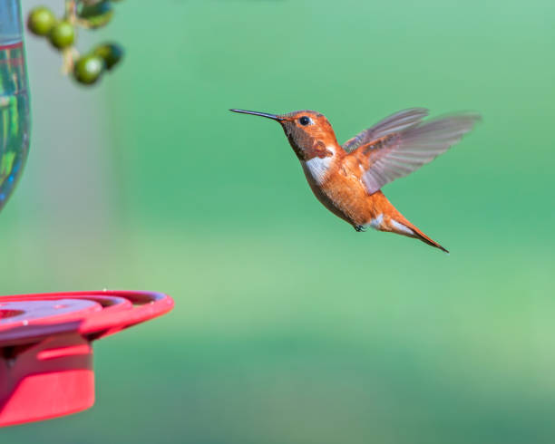 istock Rufous Hummingbird Flying Toward Feeder 2056401910