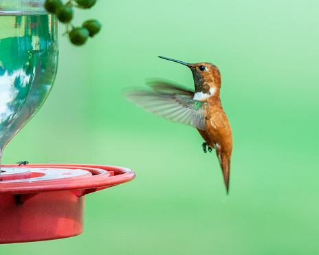 Colorful Rufous hummingbird hovering near bird feeder