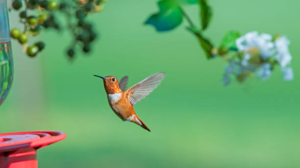 istock Rufous Hummingbird in Flight Near Feeder 2056401921