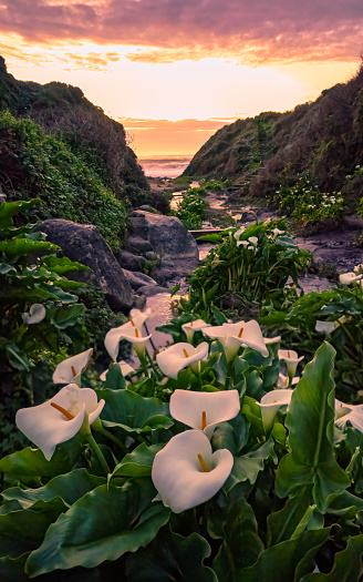 Calla Lily Valley at sunset