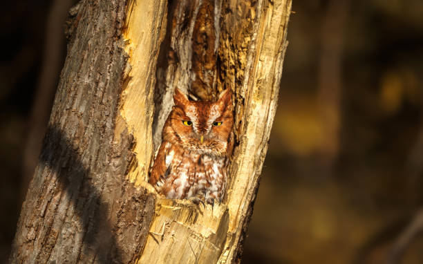 istock screech owl in a cavity 2056404056
