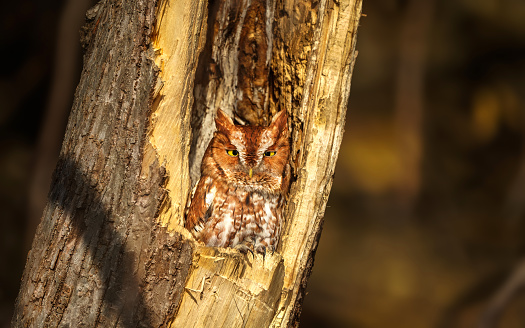Red Morph Screech Owl in a cavity sunning in a cold winter afternoon
