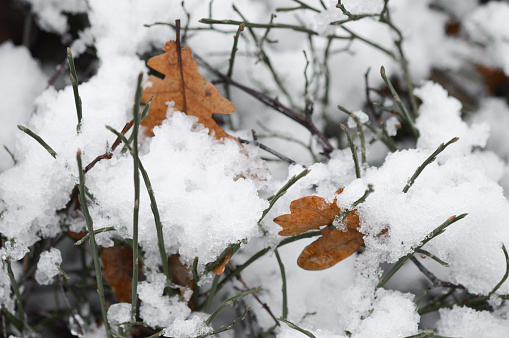 Closeup macro of leaves and plant covered in snow in winter season