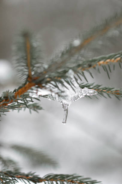 istock Closeup macro of ice on pine tree 2056405150