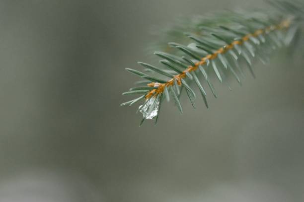 Closeup macro of ice on pine tree in winter