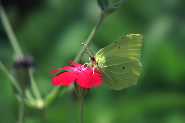Colorful butterfly sitting on flower